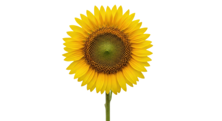 Beautiful bright yellow sunflower isolated close-up, perfect for summer floral designs. isolated PNG with Transparent Background