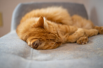 可愛い猫の眠そうな顔のアップ	