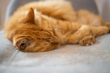 可愛い猫の眠そうな顔のアップ	