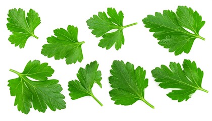 Fresh Parsley Leaves Isolated on White Background for Culinary Use.