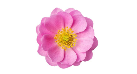 Vibrant pink wild rose flower head with yellow stamen isolated PNG with Transparent Background