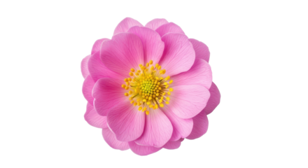 Vibrant pink wild rose flower head with yellow stamen isolated PNG with Transparent Background