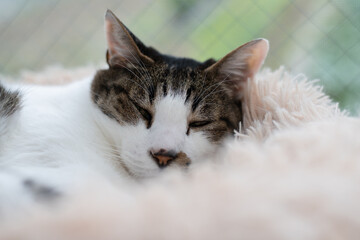 窓辺で眠る可愛い猫　キジトラ白	