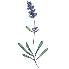 Lavender flowers elements. Collection of lavender flowers on a white background. Vector illustration flower. Vintage botanical drawing of French Lavender. Blossomed lavender.