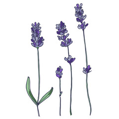 Lavender flowers elements. Collection of lavender flowers on a white background. Vector illustration flower. Vintage botanical drawing of French Lavender. Blossomed lavender.