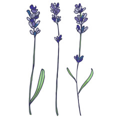 Lavender flowers elements. Collection of lavender flowers on a white background. Vector illustration flower. Vintage botanical drawing of French Lavender. Blossomed lavender.