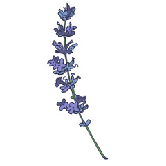 Lavender flowers elements. Collection of lavender flowers on a white background. Vector illustration flower. Vintage botanical drawing of French Lavender. Blossomed lavender.