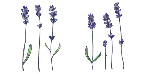 Lavender flowers elements. Collection of lavender flowers on a white background. Vector illustration flower. Vintage botanical drawing of French Lavender. Blossomed lavender.