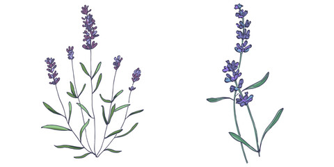 Lavender flowers elements. Collection of lavender flowers on a white background. Vector illustration flower. Vintage botanical drawing of French Lavender. Blossomed lavender.