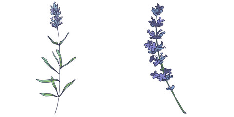 Lavender flowers elements. Collection of lavender flowers on a white background. Vector illustration flower. Vintage botanical drawing of French Lavender. Blossomed lavender.