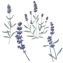 Lavender flowers elements. Collection of lavender flowers on a white background. Vector illustration flower. Vintage botanical drawing of French Lavender. Blossomed lavender.