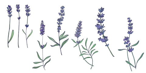 Lavender flowers elements. Collection of lavender flowers on a white background. Vector illustration flower. Vintage botanical drawing of French Lavender. Blossomed lavender.
