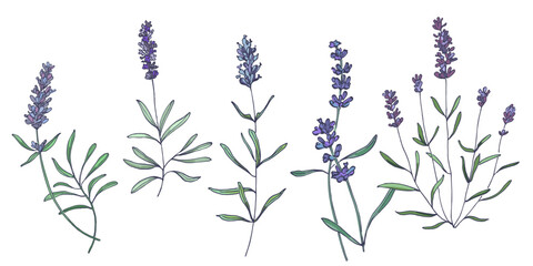 Lavender flowers elements. Collection of lavender flowers on a white background. Vector illustration flower. Vintage botanical drawing of French Lavender. Blossomed lavender.