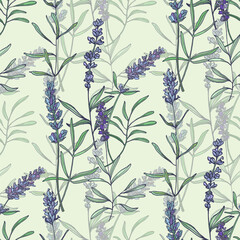 Lavender flowers elements. Collection of lavender flowers on a white background. Vector illustration flower. Vintage botanical drawing of French Lavender. Blossomed lavender.
