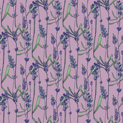 Lavender flowers elements. Collection of lavender flowers on a white background. Vector illustration flower. Vintage botanical drawing of French Lavender. Blossomed lavender.