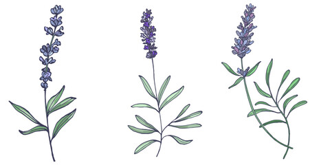 Lavender flowers elements. Collection of lavender flowers on a white background. Vector illustration flower. Vintage botanical drawing of French Lavender. Blossomed lavender.