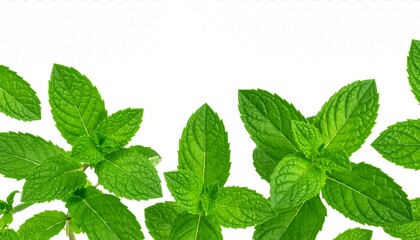 Fresh Mint Leaves Border on White Background, Culinary Herb.