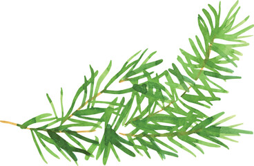 Watercolor Green Pine Branch Sprig