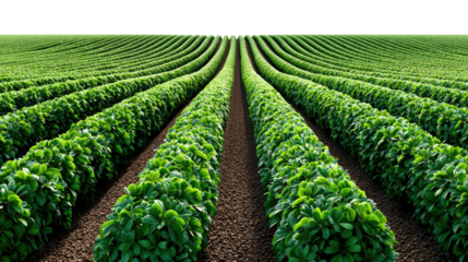 Lines of Lushness: A rhythmic row of verdant crops, stretching toward the horizon, represents the promise of agricultural abundance and environmental beauty.