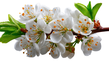 Blossom Branch: A delicate branch laden with pristine white blossoms and vibrant green leaves, symbolizing new beginnings and the purity of spring.