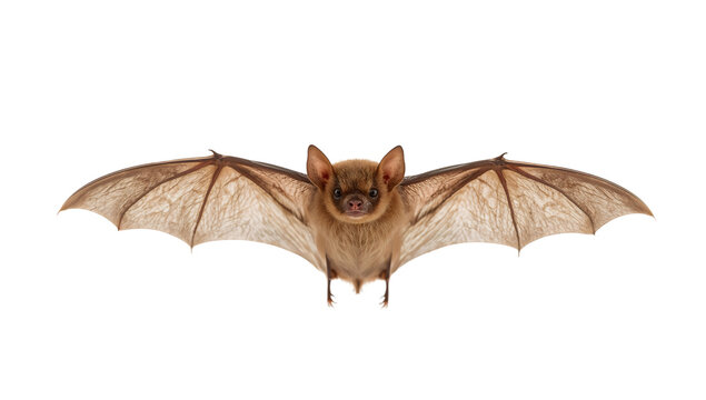 Brown bat with outstretched wings isolated on the transparent background, detailed mammal anatomy, nocturnal flying animal, wildlife front view