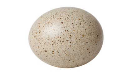 Speckled ostrich egg isolated on the transparent background, closeup of large spotted eggshell, exotic bird egg texture, wildlife detail