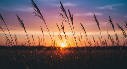 Silhouetted grass swaying in the breeze during sunset with colorful sky
