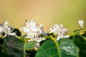 Coffee flower tree green nature white color blossom. White flower on coffee tree Robusta arabica berries on coffee farm garden. Fresh bean berry plantation. Agriculture growth in green organic farm