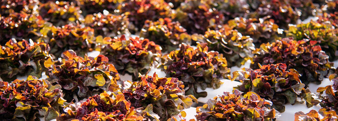 Banner fresh Red Oak Leaf Lettuce organic hydroponic vegetable plantation produce red salad hydroponic farm. Panorama red oak lettuce salad in Organic Farm. Salad farm vegetable with copy space