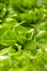 Vertical Horizon Salad farm vegetable green oak lettuce. Close up fresh organic hydroponic vegetable cabbage green salad hydroponic cultivate farm. Vertical green oak lettuce salad in eco Farm
