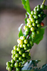Vertical Close up Green seed berries harvest arabica coffee garden. Green coffee bean berry plant fresh raw seed coffee tree growth in eco organic farm. Fresh coffee bean green leaf bush berry plant