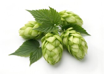 Close-up of fresh hop cones and leaves. white background
