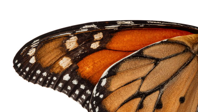 Closeup of monarch butterfly wing on the transparent background showcasing orange, black, and white patterns with texture details