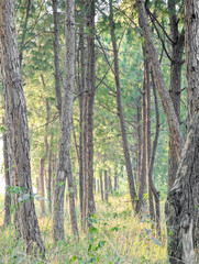 Obraz premium Close up of Longleaf pine branches just growing on a large, Longleaf pine forest in southern Virginia, Slender rows of trees. Growing trees planted by man. Pine forest, beautiful rows.