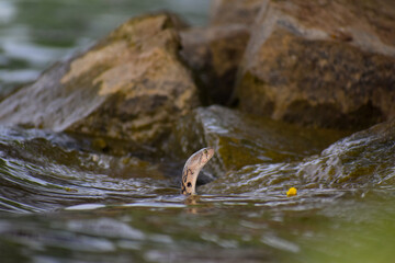 A beautiful Snake in the water