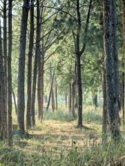 Close up of Longleaf pine branches just growing on a large, Longleaf pine forest in southern Virginia, Slender rows of trees. Growing trees planted by man. Pine forest, beautiful rows.