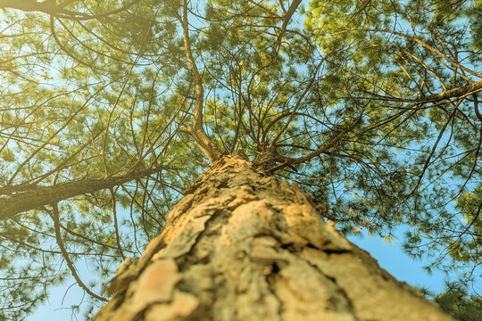 Close up of Longleaf pine branches just growing on a large, Longleaf pine forest in southern Virginia, Slender rows of trees. Growing trees planted by man. Pine forest, beautiful rows.