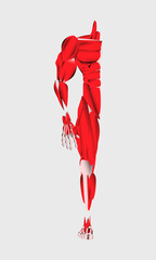 Human Anatomy illustration