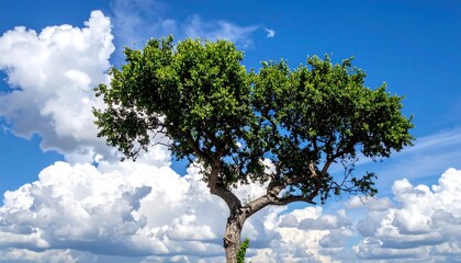 Solitary Tree Against a Vibrant Sky - A Study in Contrasts.