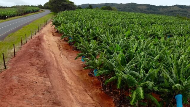 agricultural scene overview, field rows with protective coverings and maintenance features