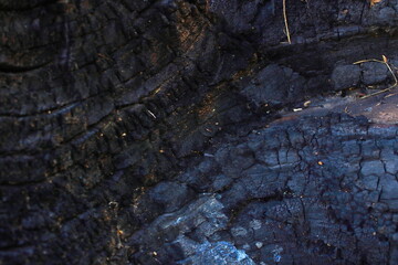 Charred Wood Texture with Dark Burnt Surface Patterns
