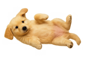 Golden retriever puppy lying on back, looking at camera, playful young dog on transparent background