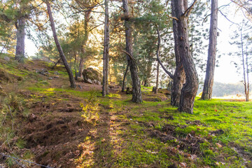 Fototapeta premium Pine Forest Landscape with Sunlight