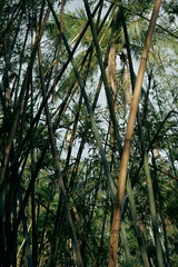 Fototapeta premium trees in the forest