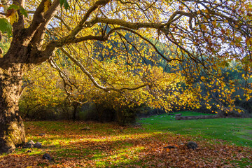 Autumn Tree with Yellow Leaves