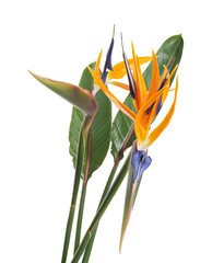Obraz premium Bird of paradise (Strelitzia reginae) isolated on white background with clipping path