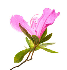 Pink azalea flower (Rhododendron indicum) isolated on white background with clipping path