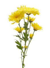 Yellow chrysanthemum flower (Chrysanthemum morifolium) isolated on white background with clipping path