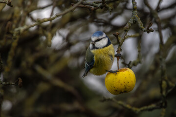 Bluetit eating apple in autumnal tree
