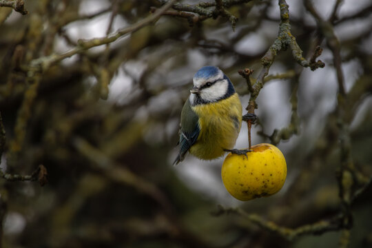 Bluetit eating apple in autumnal tree